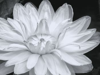 Close-up of white dahlia flower