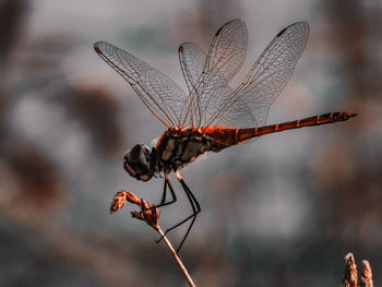 Close-up of dragonfly on twig