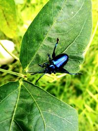 Close-up of insect on leaf