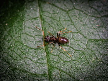 High angle view of insect on leaf