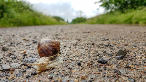 Close-up of snail on land