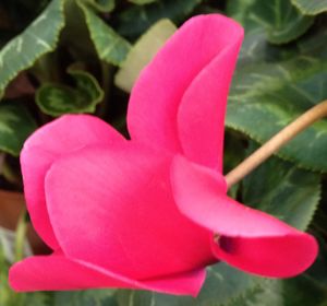 Close-up of pink flower