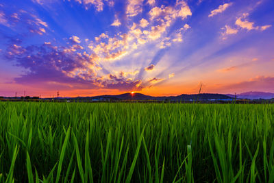 Scenic view of wheat field against sky during sunset