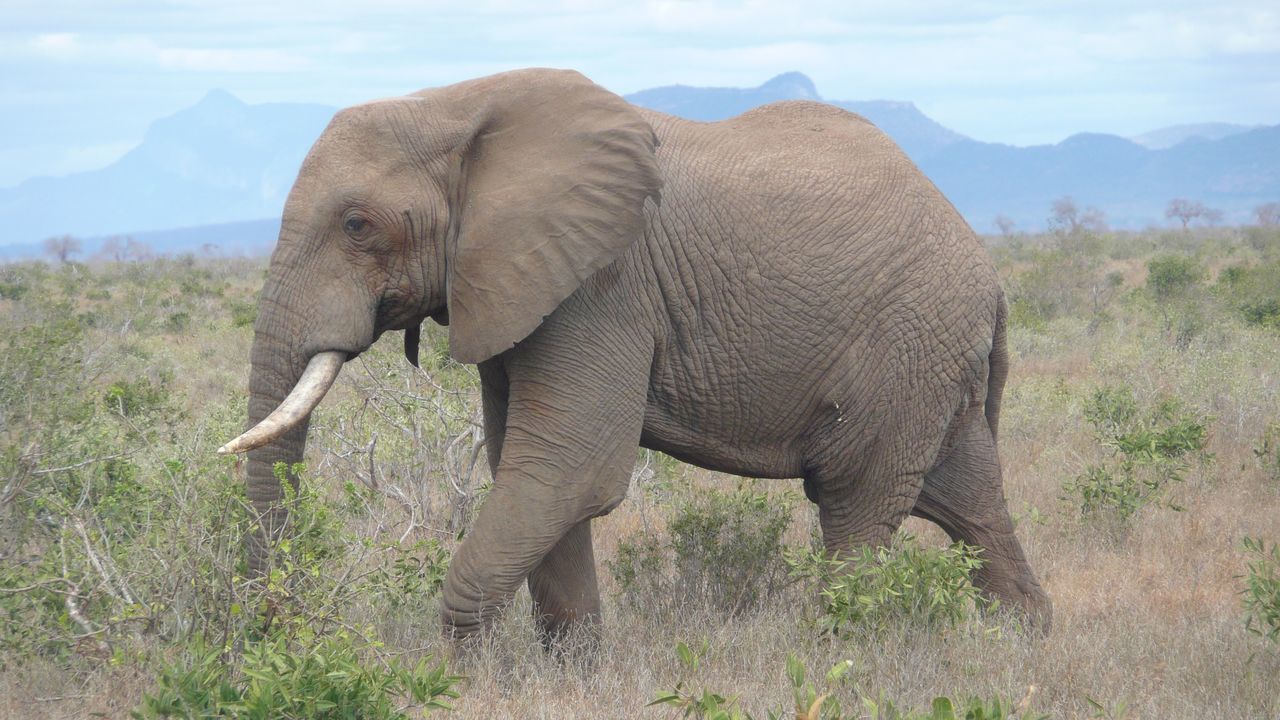 Tsavo East National Park