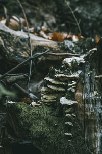 Close-up of logs on tree trunk
