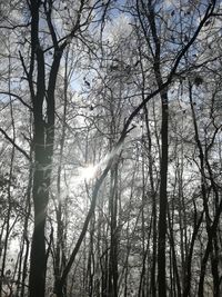 Low angle view of trees in forest against sky