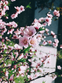 Close-up of pink flowers blooming on tree