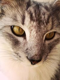 Close-up portrait of cat