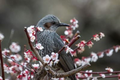 Close-up of bird perching on branch