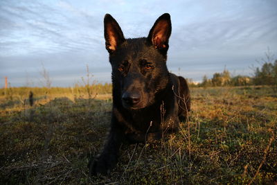 Portrait of a dog on field