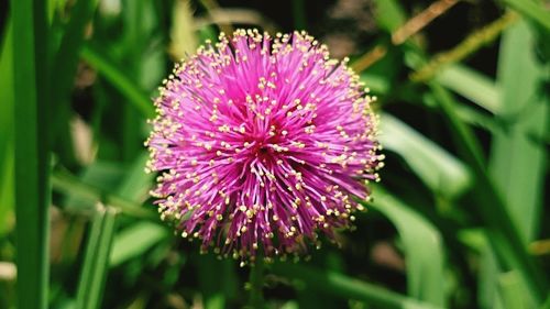 Close-up of pink flower