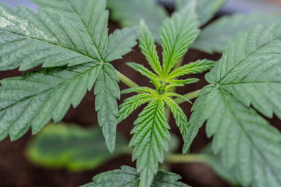 Close-up of leaves in plant