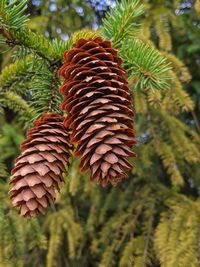 Close-up of pine cone on tree