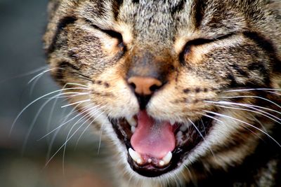 Close-up of a cat