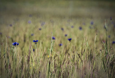 View of flowers growing in field