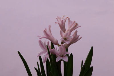 Close-up of flower