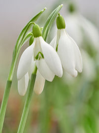 Close-up of white flowering plant