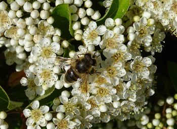 Hoverfly on the hawthorn hedge