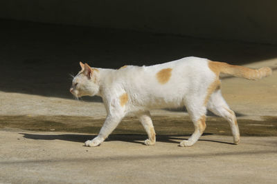 Side view of a cat