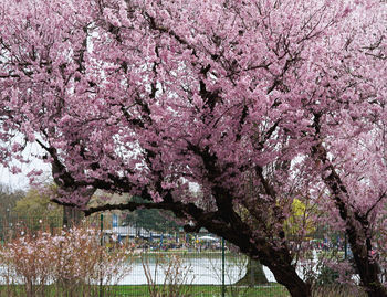 Pink flowers blooming on tree