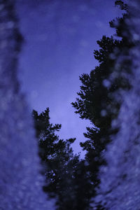 Trees against sky at night