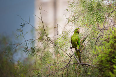 Close-up of bird perching on tree