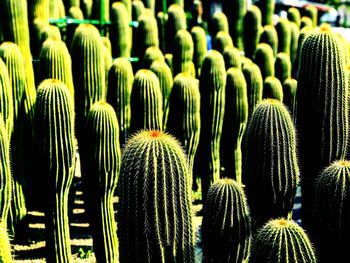 Full frame shot of succulent plants