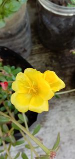 Close-up of yellow daffodil flower