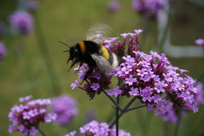 Close-up of bumblebee hovering by purple flowers