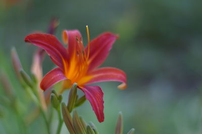 Close-up of orange lily blooming outdoors