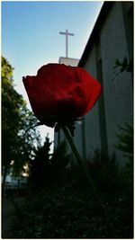 Close-up of red poppy flower