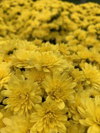 Close-up of yellow flowering plant