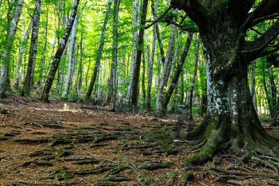 Trees growing in forest