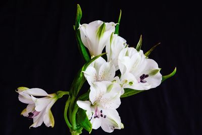 Close-up of white flowering plant against black background