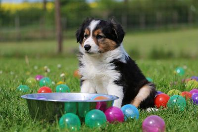 Puppy amidst easter eggs on grass