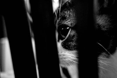 Close-up portrait of a cat