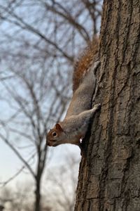 Squirrel on tree trunk