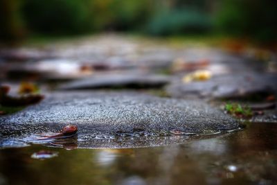 Close-up of wet leaves during rainy season