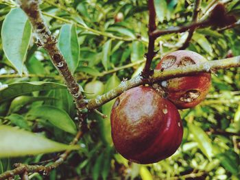 Close-up of berries on tree