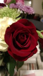 Close-up of red rose