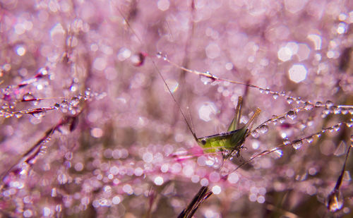 Close-up of insect on pink flower