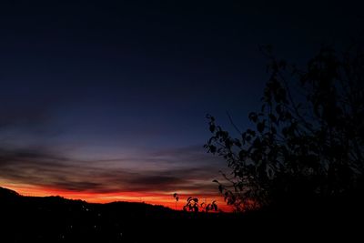 Silhouette of trees at sunset