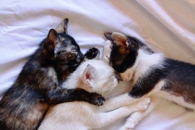 High angle view of cats sleeping