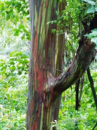 Close-up of tree trunk in forest