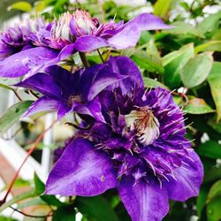 Close-up of purple flowers blooming outdoors