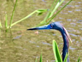 Close-up of a bird