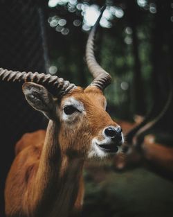 Deer looking away in forest