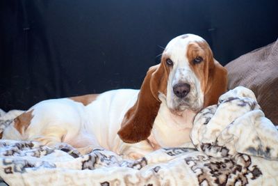 Basset hound relaxing