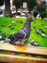 Close-up of pigeon perching on railing