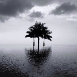 Trees against sky